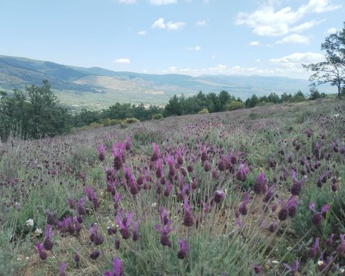 Foto naturaleza plantas moradas