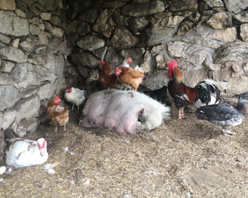 gallinas en la Granja Monte Holiday