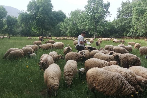 ovejas en la Granja Prados Montes