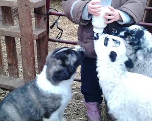 corderos en la Granja Prados Montes