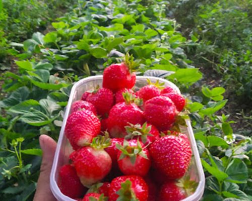 fresas en la Granja Prados Montes