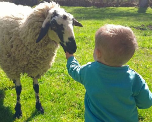 niño alimentando una oveja en Granjala Mítica
