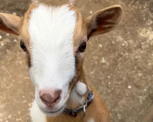 imagen de una cabra en Granjala Mítica