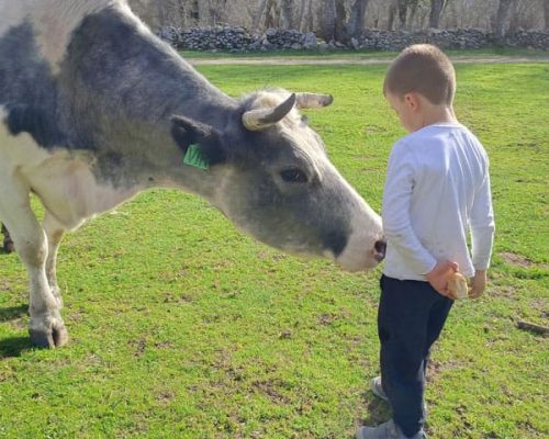 niño alimentando a una vaca en Granjala Mítica