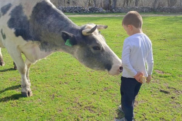 niño alimentando a una vaca en Granjala Mítica