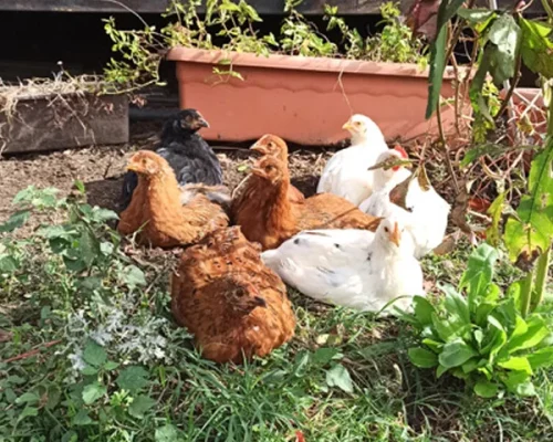 granja-monte-holiday