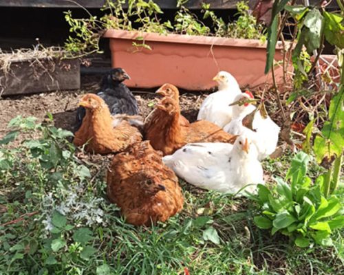 gallinas en la Granja Monte Holiday