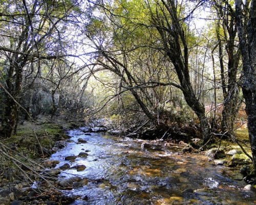 imagen del hayedo de montejo
