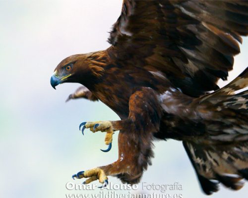Ave volando