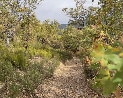 Camino de plantas