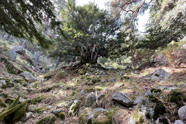Árbol en bosque