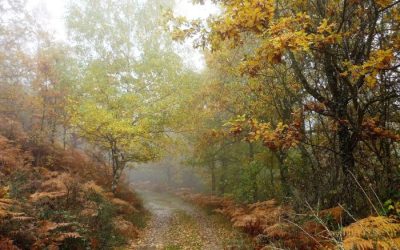 Vista de un camino rodeado de árboles, creando un ambiente natural y tranquilo.