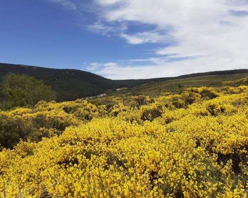 Paisaje amarillo