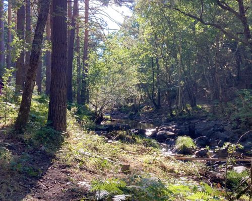 Personas caminado en mitad del bosque