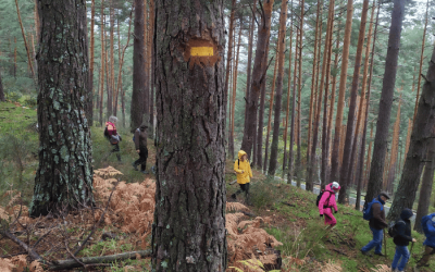 Personas caminando por un bosque