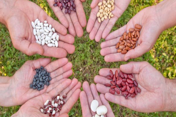 Manos que contienen legumbre haciendo un circulo