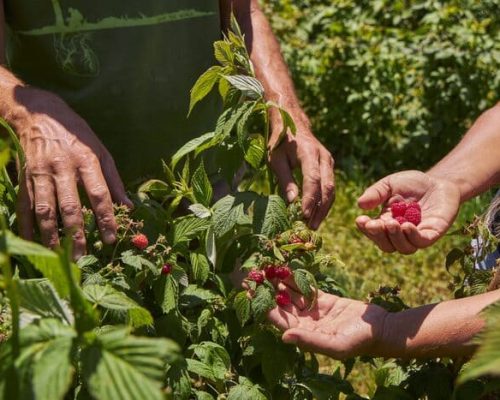 Personas recogiendo los frutos del bosque
