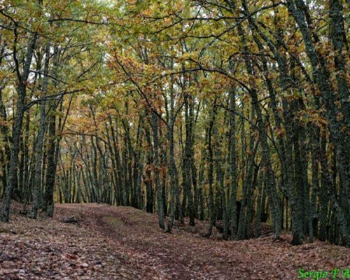 ROBLES-CENTENARIOS-1