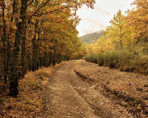 ROBLES-CENTENARIOS-2