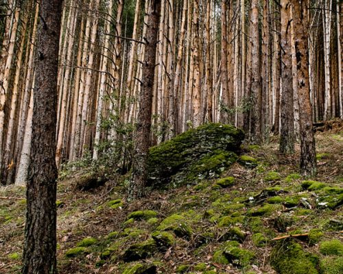 RUTA-2.-SENDA-AL-PUERTO-LINERA-4-WEB