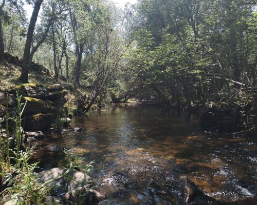 Rio bajo los arboles