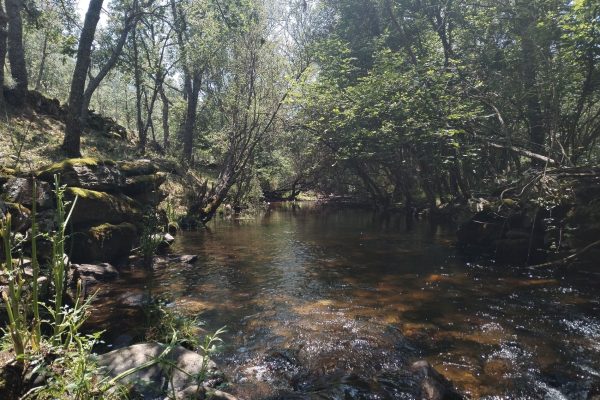 Rio bajo los arboles