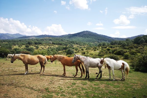 Ruta por los pueblos de la Sierra del Rincón