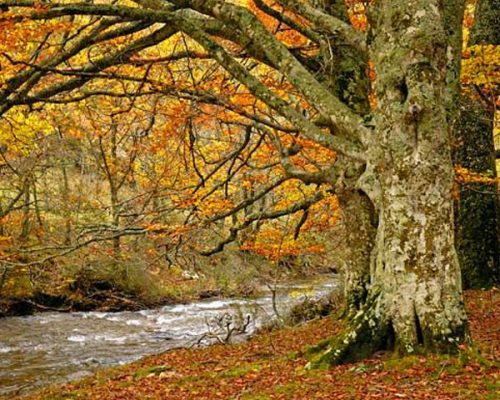 Vista de un árbol grande situado junto a un río.