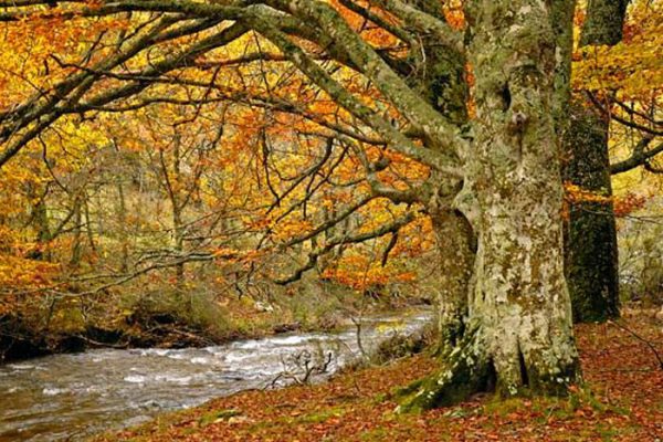 Vista de un árbol grande situado junto a un río.