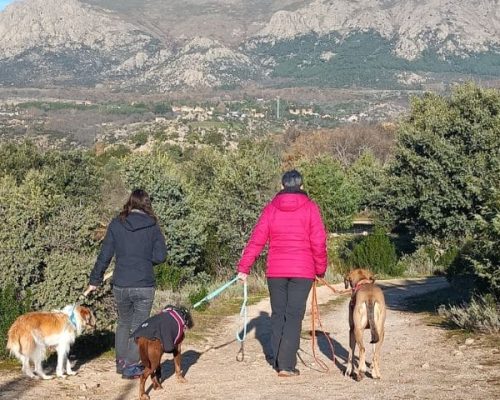 personas caminando con sus perros durante una ruta