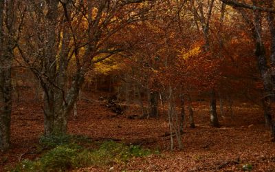 Sierra Norte Valle de Lozoya