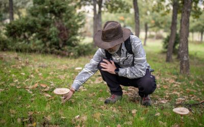 DEHESA ROBLEHORNO, MICOLOGIA, OTOÑO