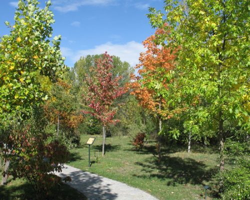 arboreto1-modelo-web