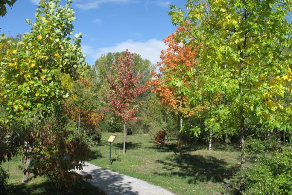 arboreto1-modelo-web