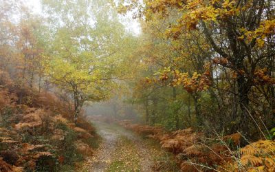 blog-rutas-de-otono-en-la-sierra-norte-de-madrid-dehesa-bonita