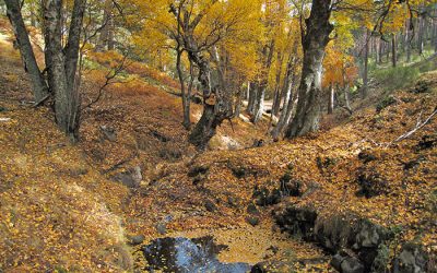 arboles hojas naranjas