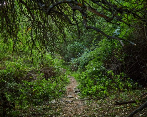 bosque-pradena-