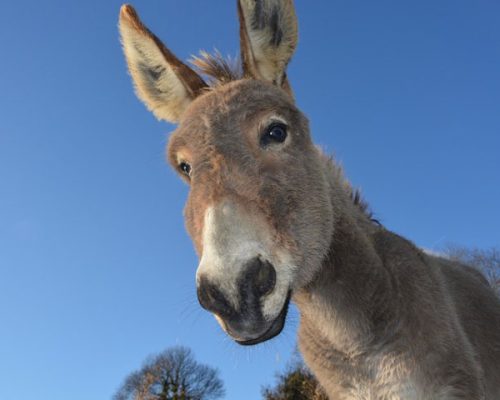 Burro sonriente