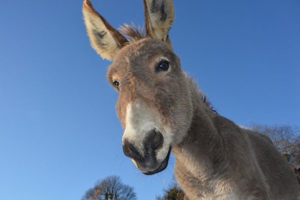 Burro sonriente