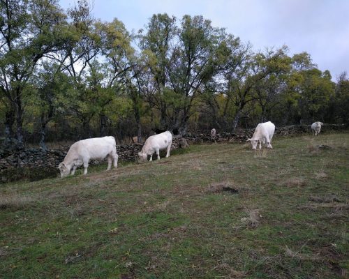 camino-los-descansaderos.-paredes-5-2048x1532
