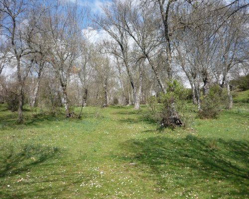 cervera. ruta dehesa