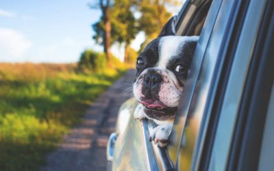 consejos-viaje-mascota