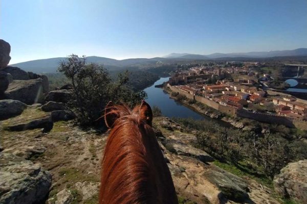 Caballo observador