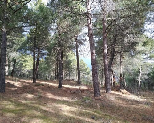 el-picazuelo.-cincovillas-3-2048x1536