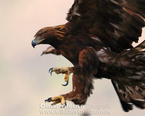 empresas-wild-iberian-nature