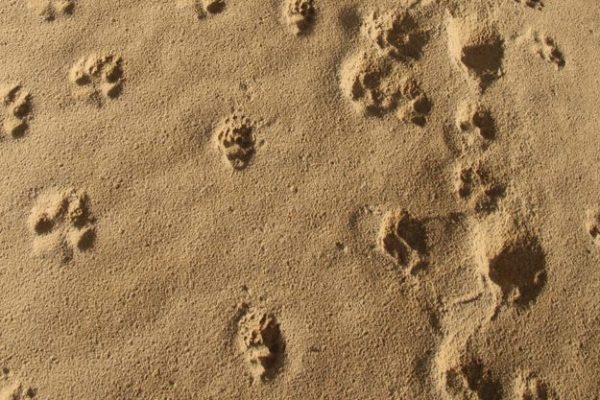 Arena con huellas