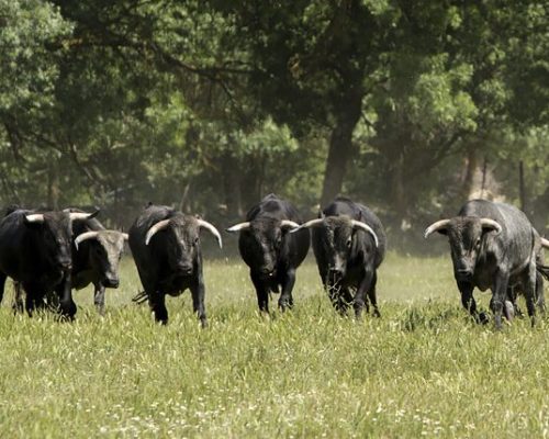 Manada de toros