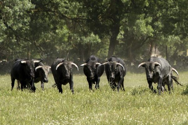 Manada de toros