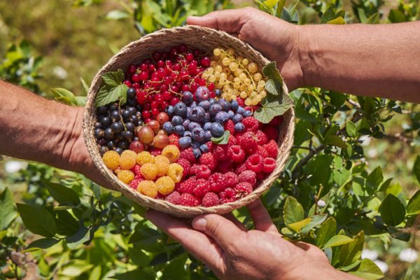 Bol de frutos del bosque