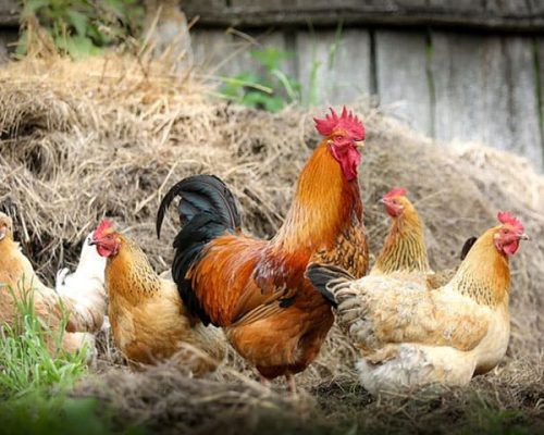 imagen de una gallina en Granjala Mítica